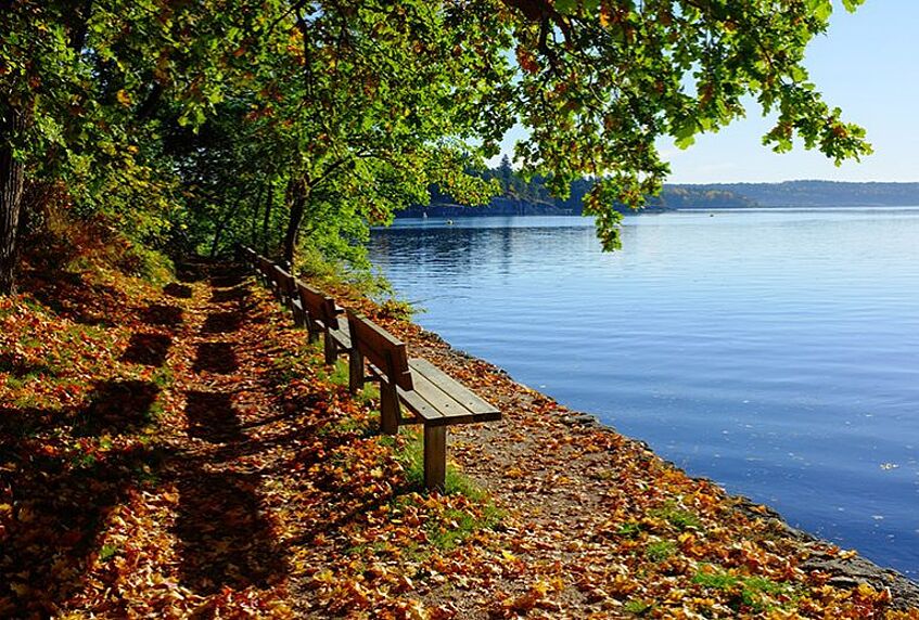 bark bench, tree, lake beside